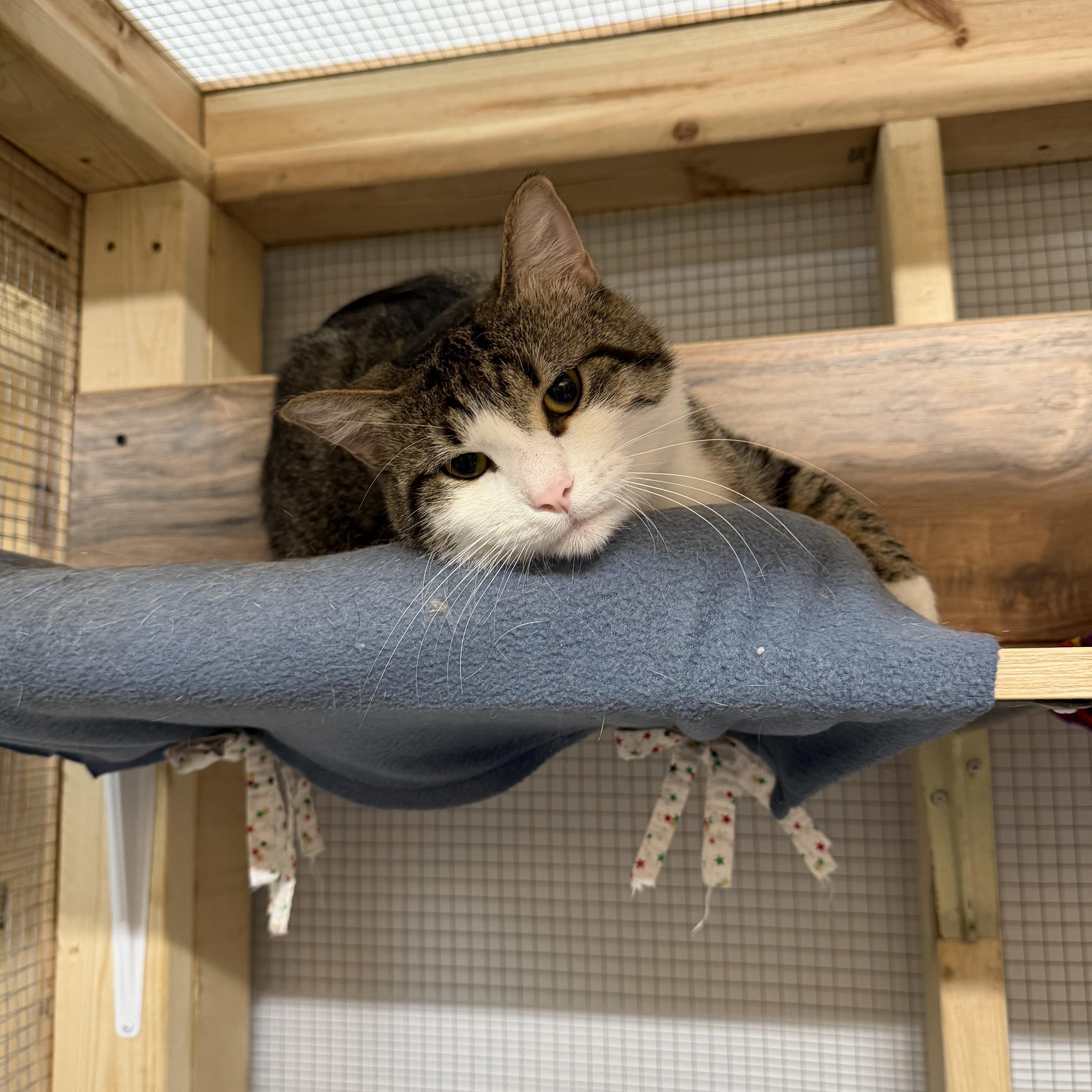 Kyle, ADOPTABLE, Young Male Domestic Short Hair.