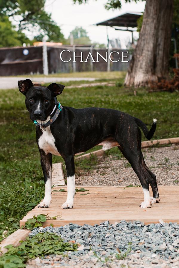 Chance, Adoptable, Adult Male American Staffordshire Terrier.
