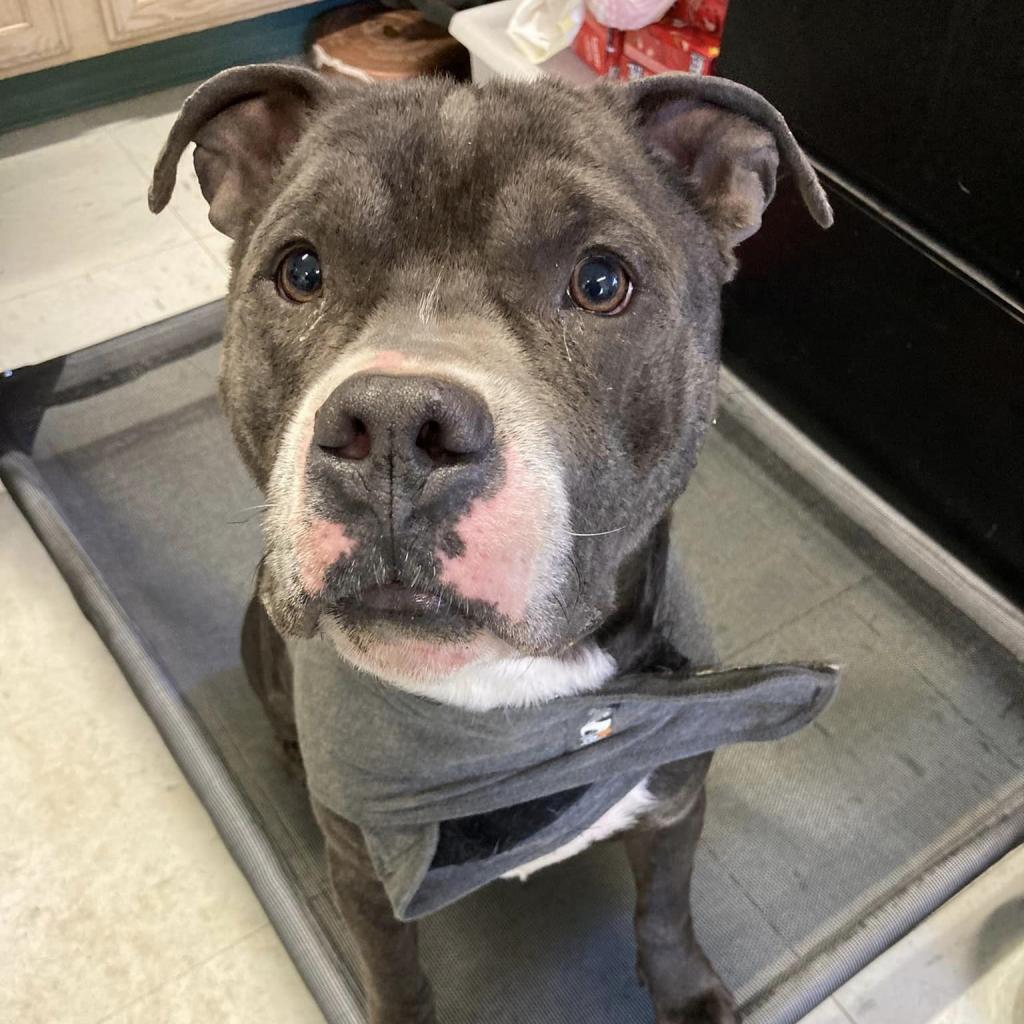 Enlarge Neo, a Adoptable Pit Bull Terrier in Manchester, CT image 1/6