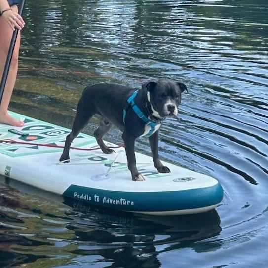 Enlarge Neo, a Adoptable Pit Bull Terrier in Manchester, CT image 2/6
