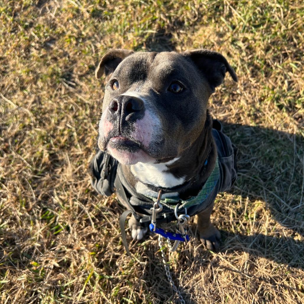 Enlarge Neo, a Adoptable Pit Bull Terrier in Manchester, CT image 3/6