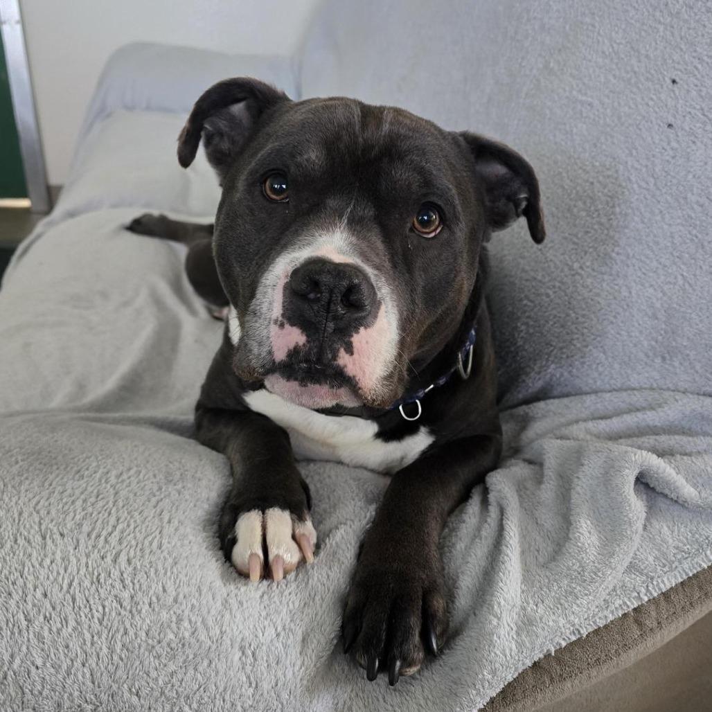 Enlarge Neo, a Adoptable Pit Bull Terrier in Manchester, CT image 4/6