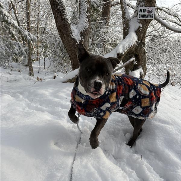 Enlarge Neo, a Adoptable Pit Bull Terrier in Manchester, CT image 5/6