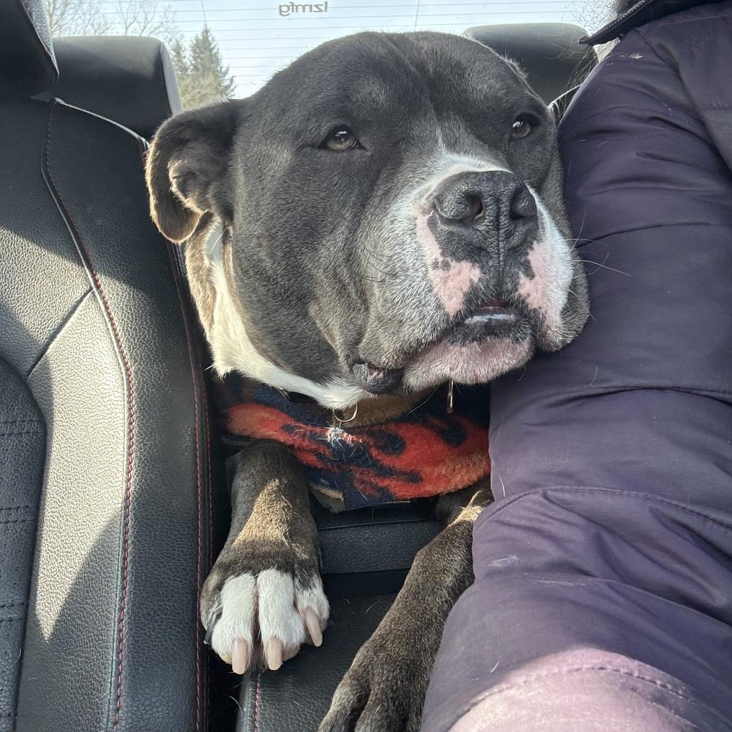 Enlarge Neo, a Adoptable Pit Bull Terrier in Manchester, CT image 6/6