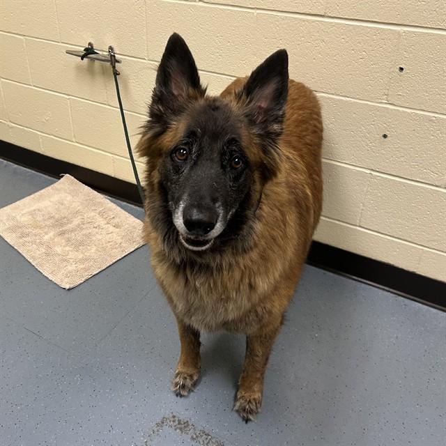 MAX, Adoptable, Adult Male Dutch Shepherd & Mixed Breed.