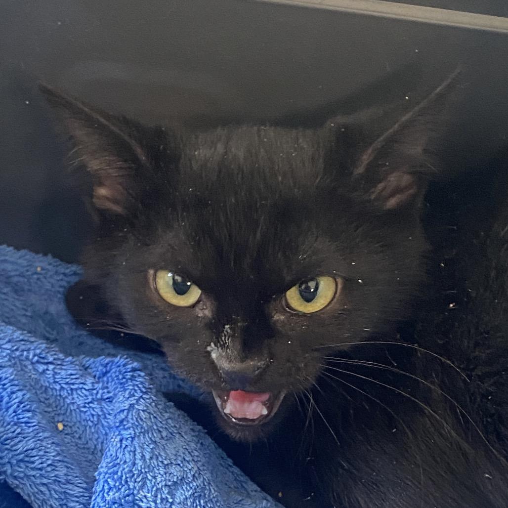 Bingo, Adoptable, Kitten Male Domestic Short Hair.