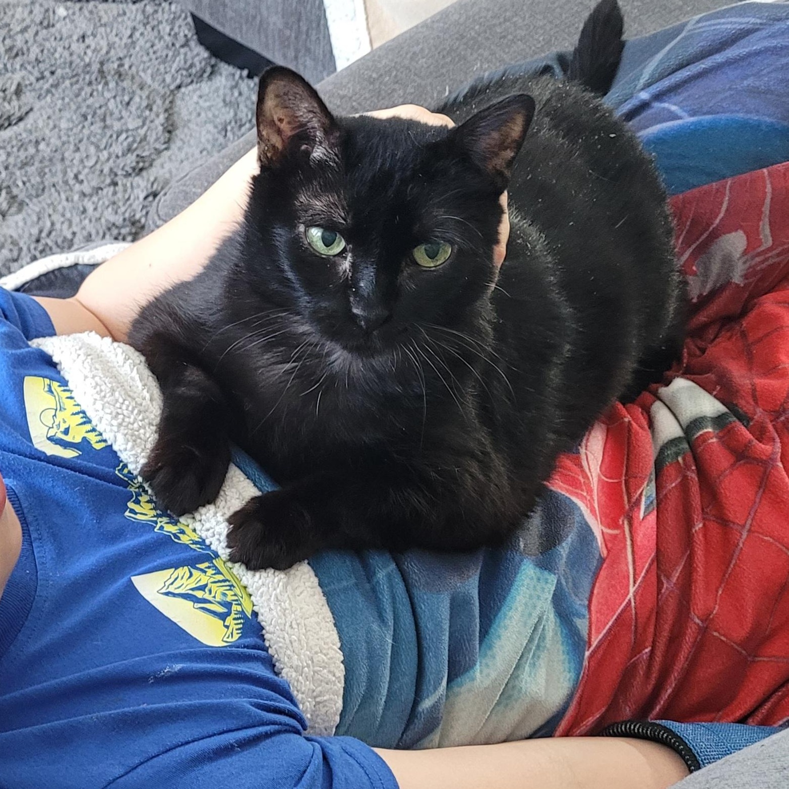 Enlarge Jolene, a Adoptable Domestic Short Hair in Albany, NY image 2/6