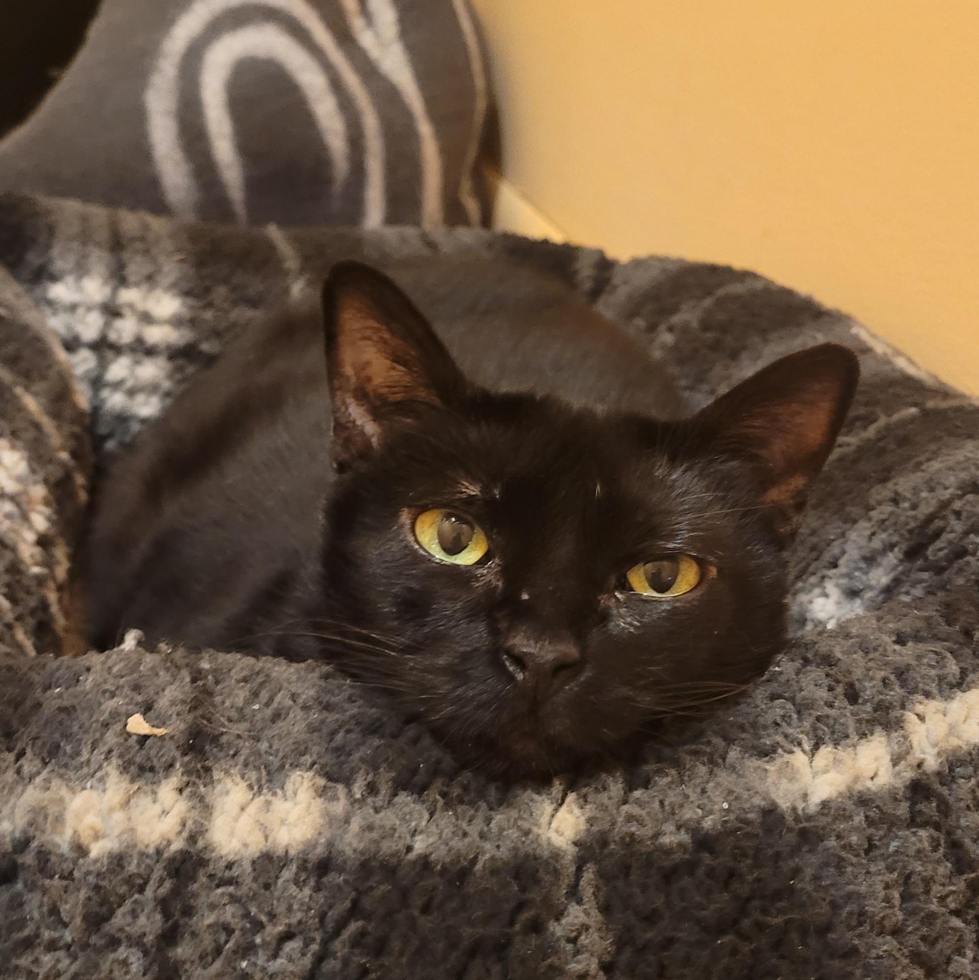 Jolene, a Adoptable Domestic Short Hair in Albany, NY image 4/6