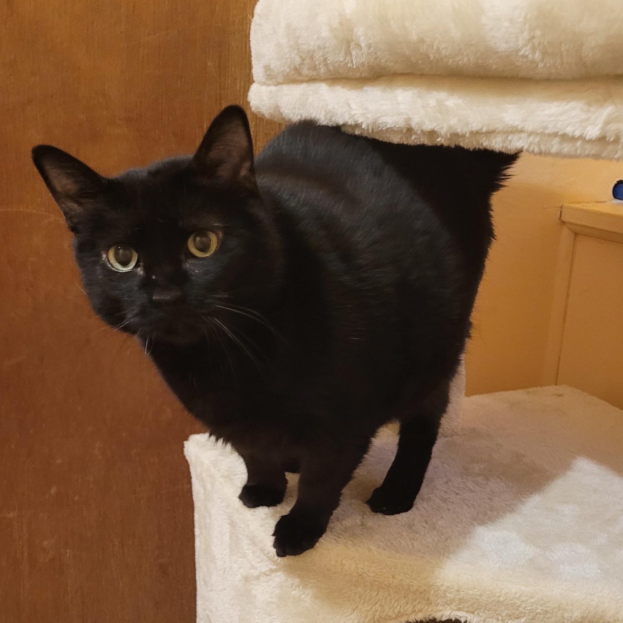 Jolene, a Adoptable Domestic Short Hair in Albany, NY image 1/6