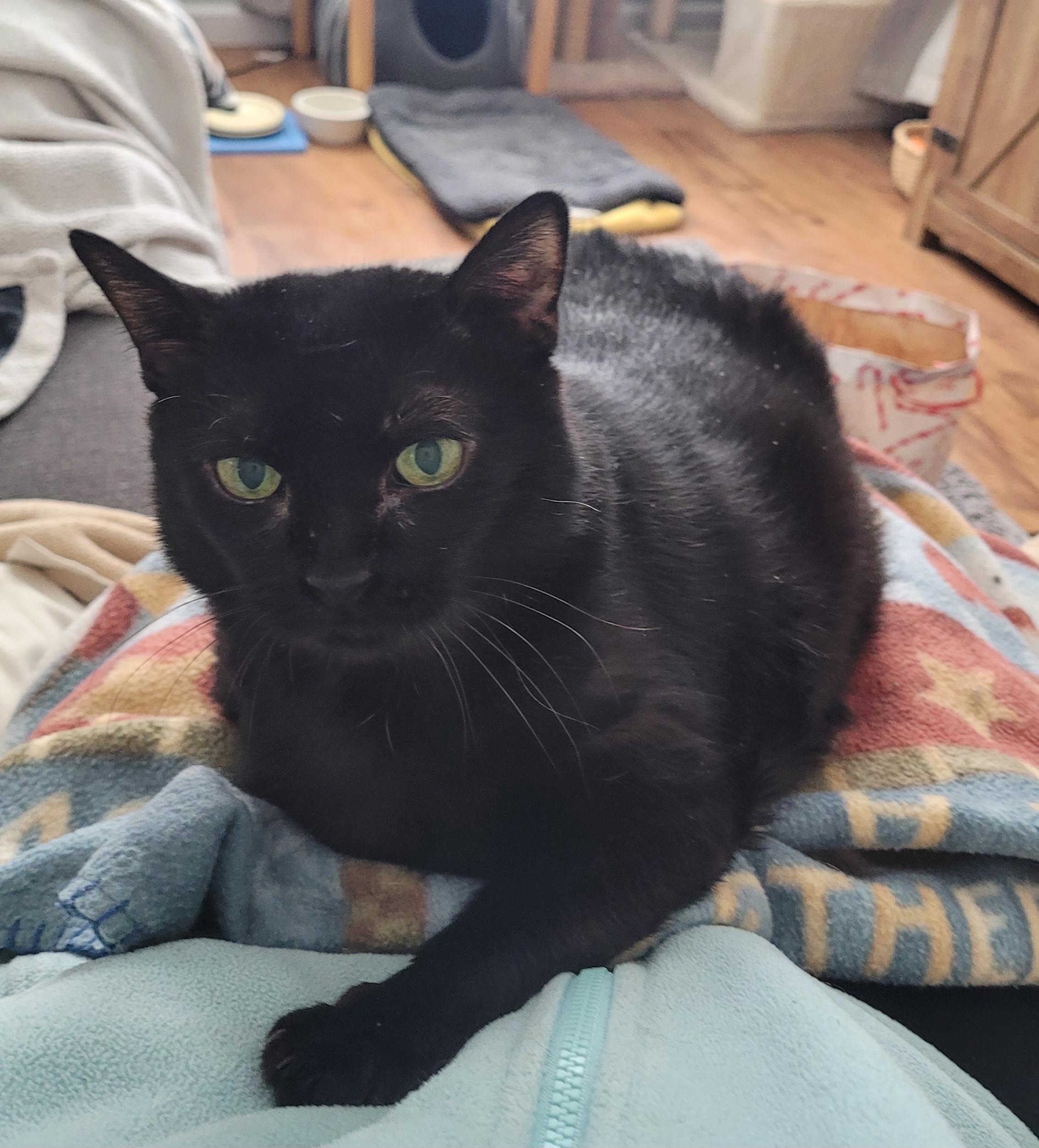 Enlarge Jolene, a Adoptable Domestic Short Hair in Albany, NY image 3/6