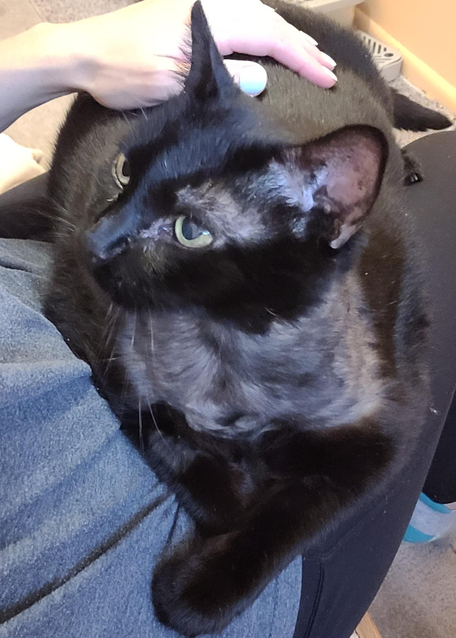 Jolene, a Adoptable Domestic Short Hair in Albany, NY image 2/6