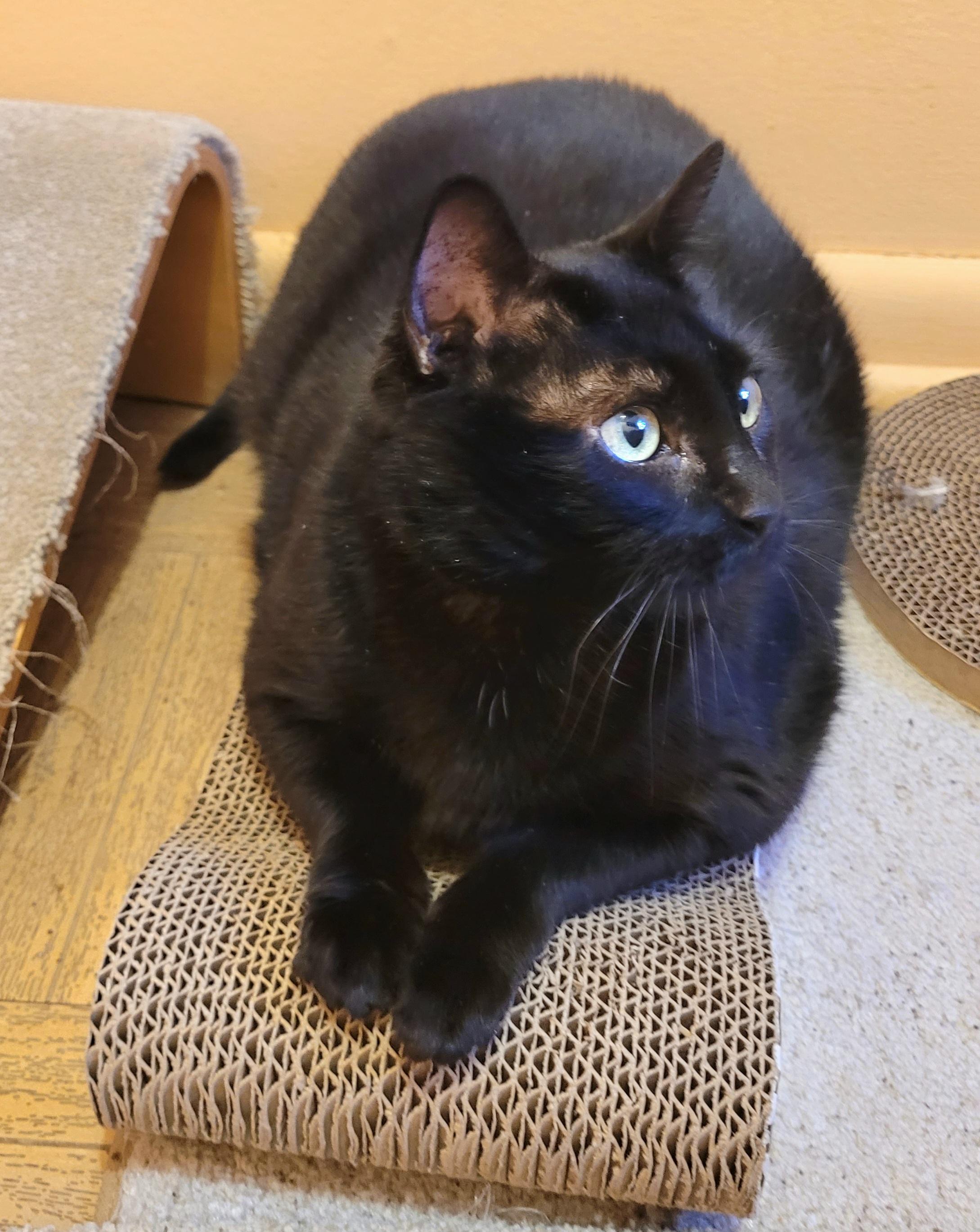 Jolene, a Adoptable Domestic Short Hair in Albany, NY image 6/6