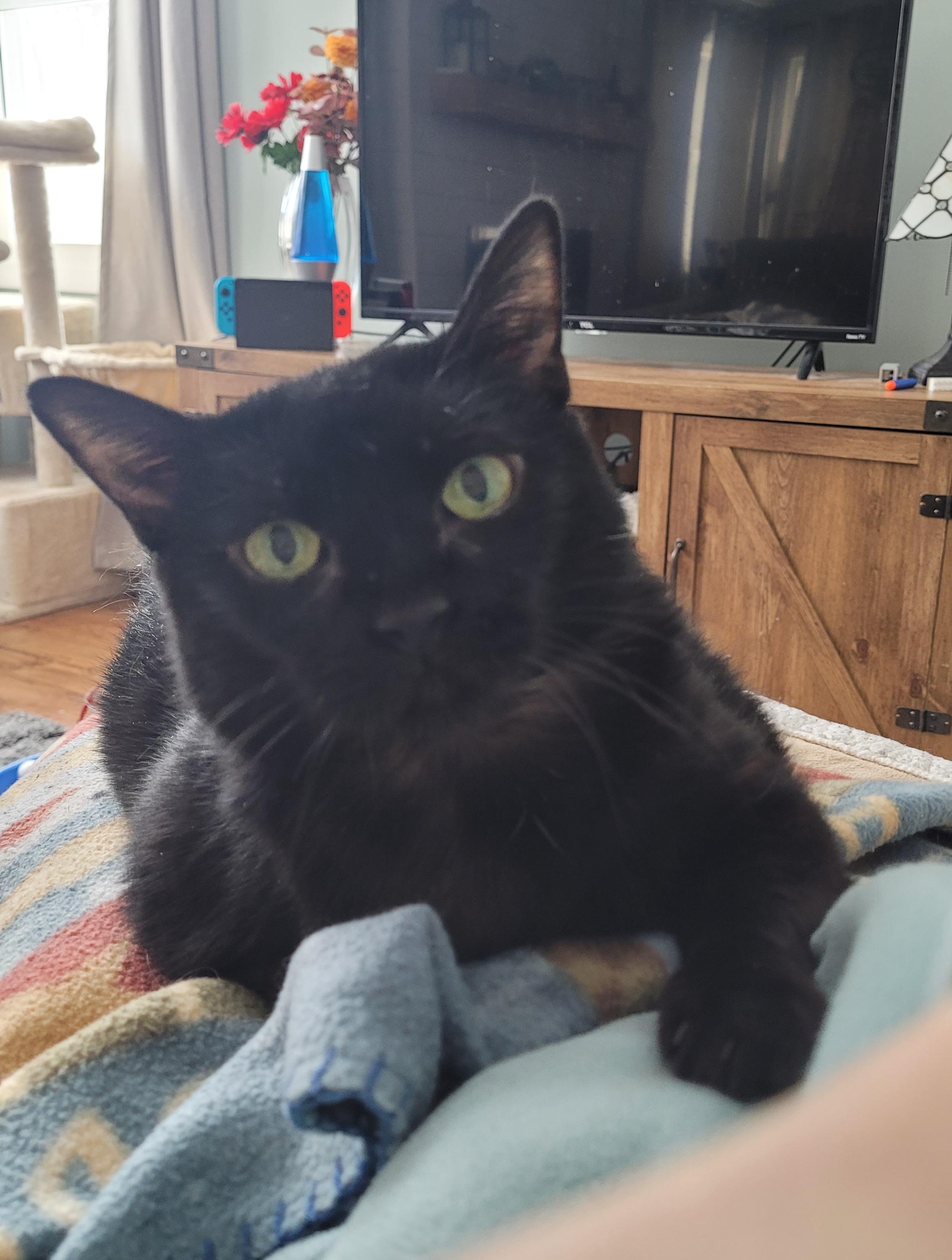 Enlarge Jolene, a Adoptable Domestic Short Hair in Albany, NY image 1/6