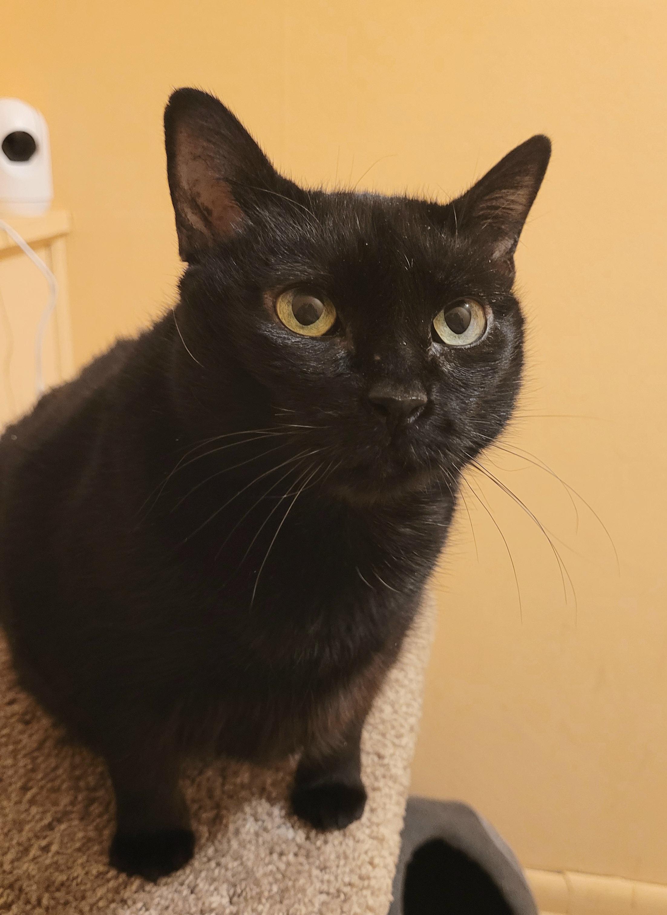 Jolene, a Adoptable Domestic Short Hair in Albany, NY image 5/6