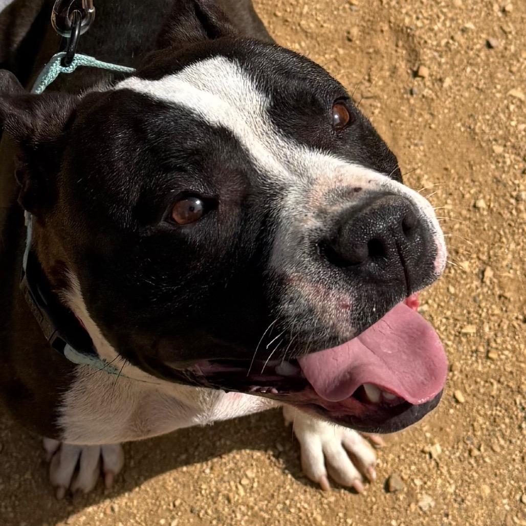 Tuesday, Adoptable, Adult Female Pit Bull Terrier & Mixed Breed.