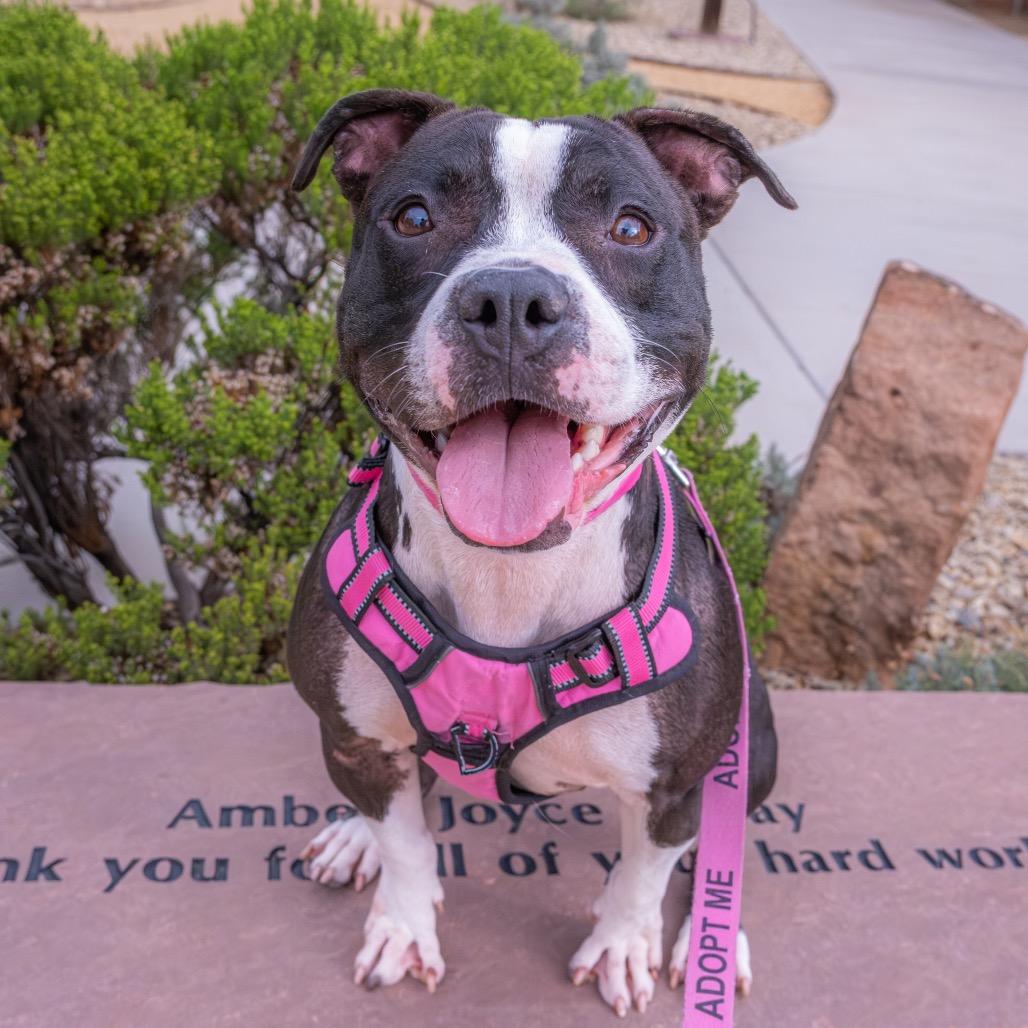 Enlarge Tiny, a Adoptable mixed breed in Albuquerque, NM image 3/6