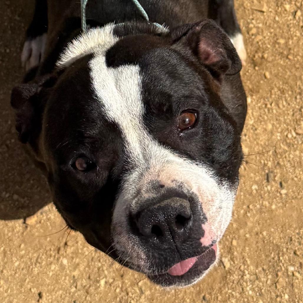 Enlarge Tuesday, a Adoptable mixed breed in Albuquerque, NM image 3/6