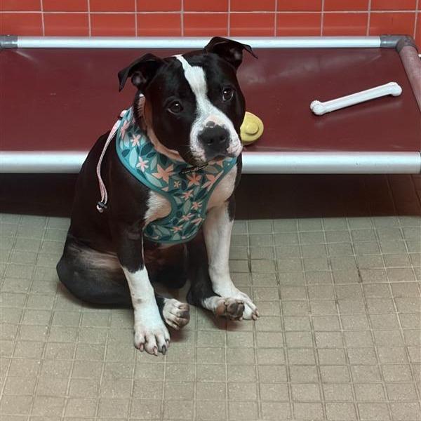 Enlarge Tuesday, a Adoptable mixed breed in Albuquerque, NM image 4/6
