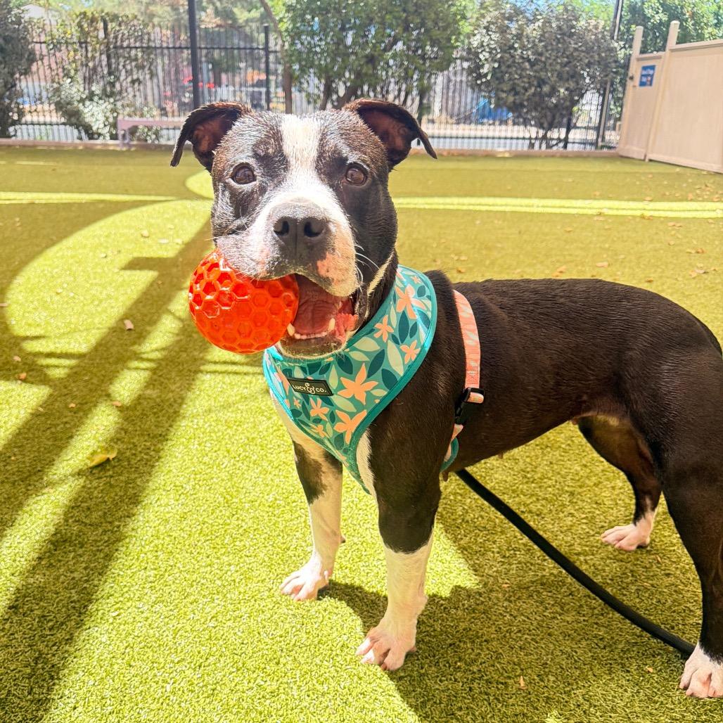 Enlarge Tuesday, a Adoptable mixed breed in Albuquerque, NM image 5/6