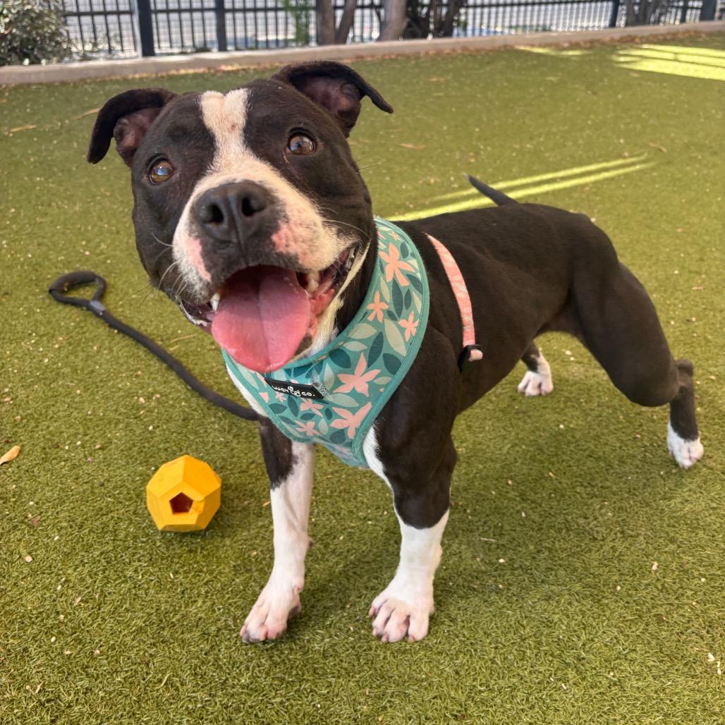 Enlarge Tiny, a Adoptable mixed breed in Albuquerque, NM image 5/6