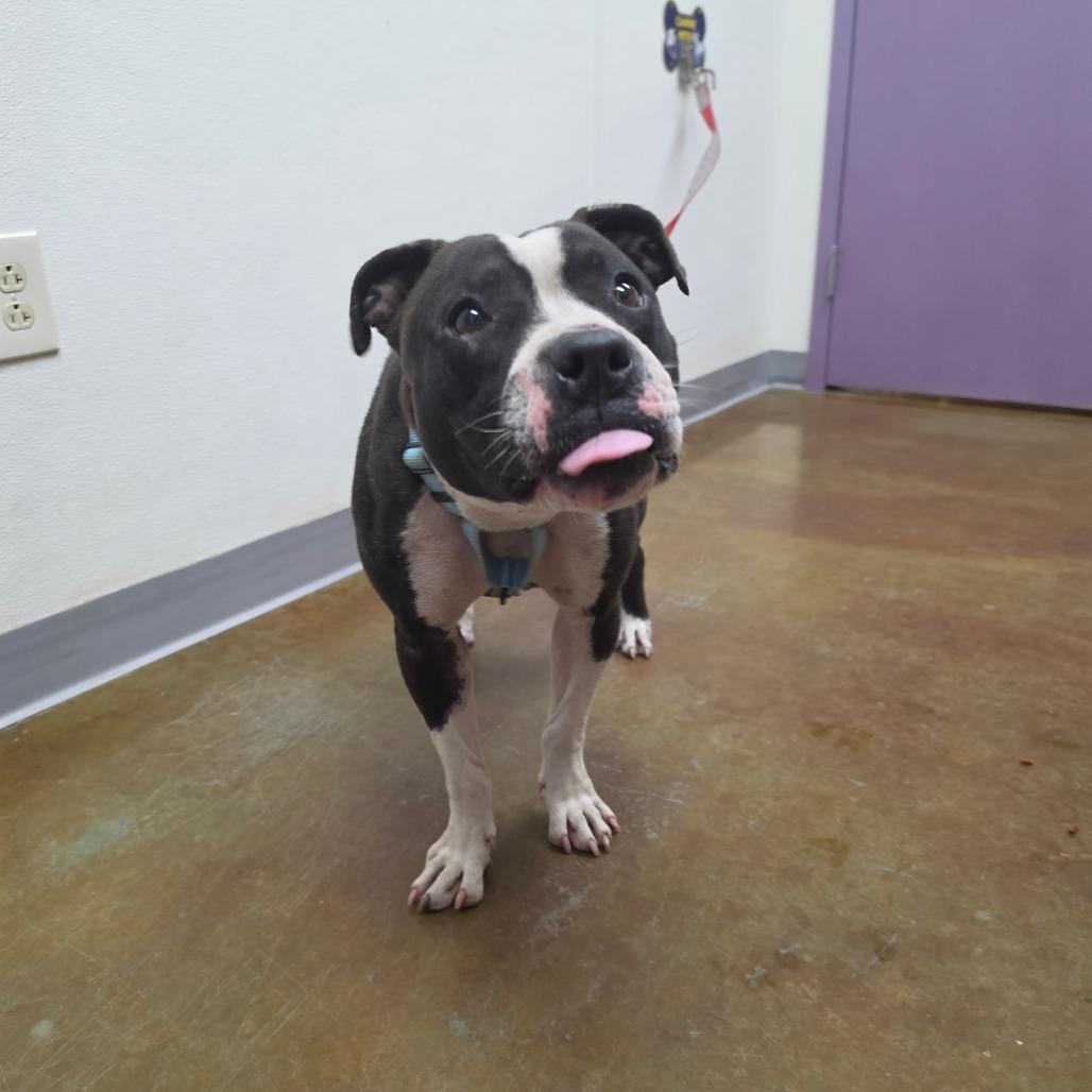 Enlarge Tuesday, a Adoptable mixed breed in Albuquerque, NM image 6/6