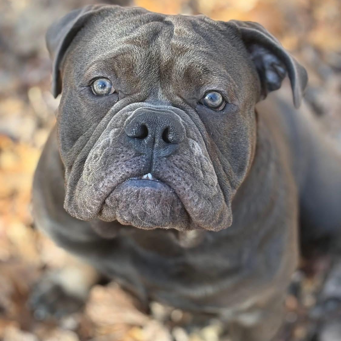 Enlarge REMY - CALLING ALL BULLDOG LOVERS!, a ADOPTABLE mixed breed in Berwick, ME image 2/4