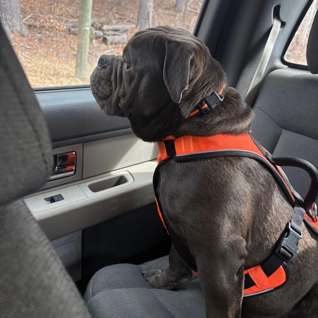 Enlarge REMY - CALLING ALL BULLDOG LOVERS!, a ADOPTABLE mixed breed in Berwick, ME image 3/4