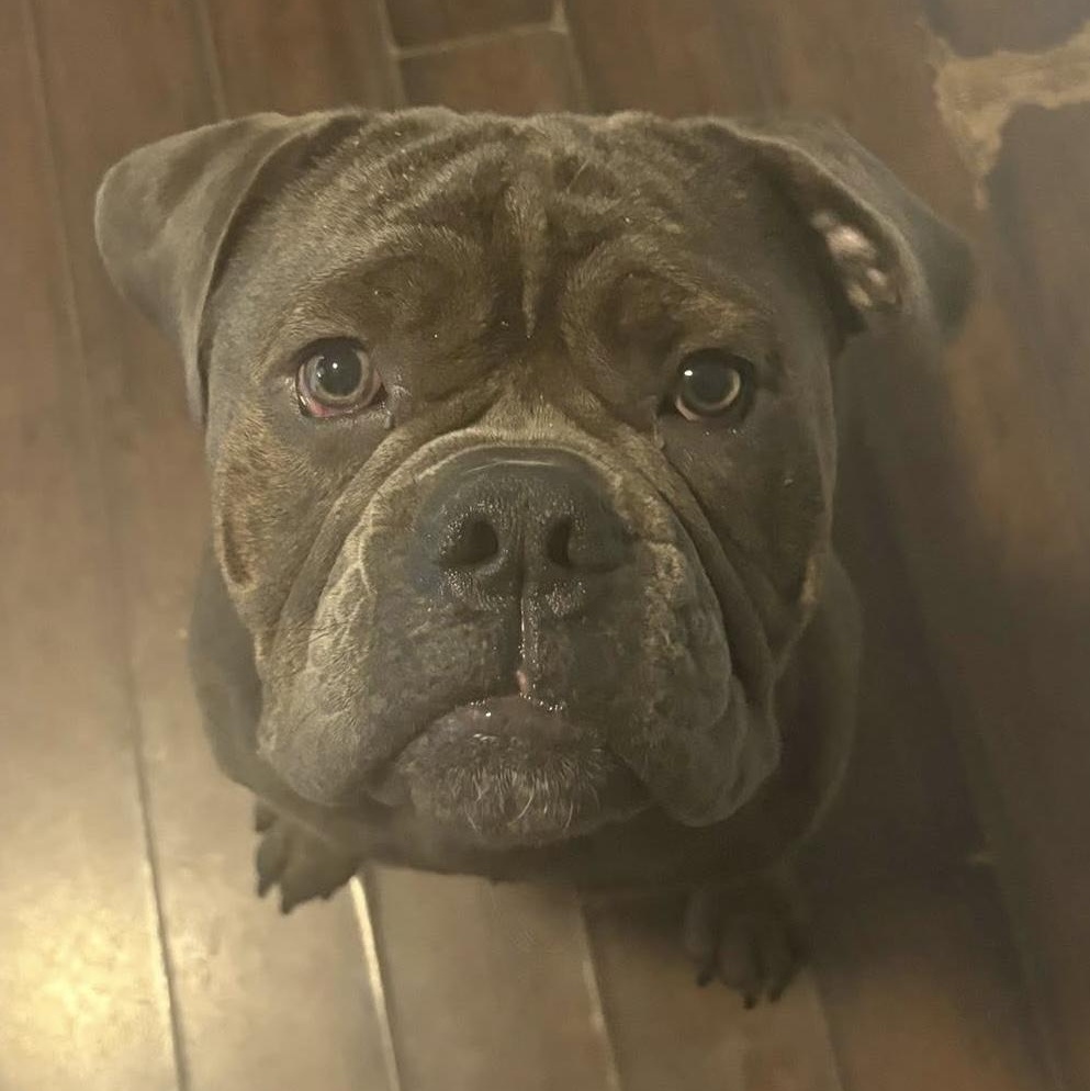 Enlarge REMY - CALLING ALL BULLDOG LOVERS!, a ADOPTABLE mixed breed in Berwick, ME image 1/4