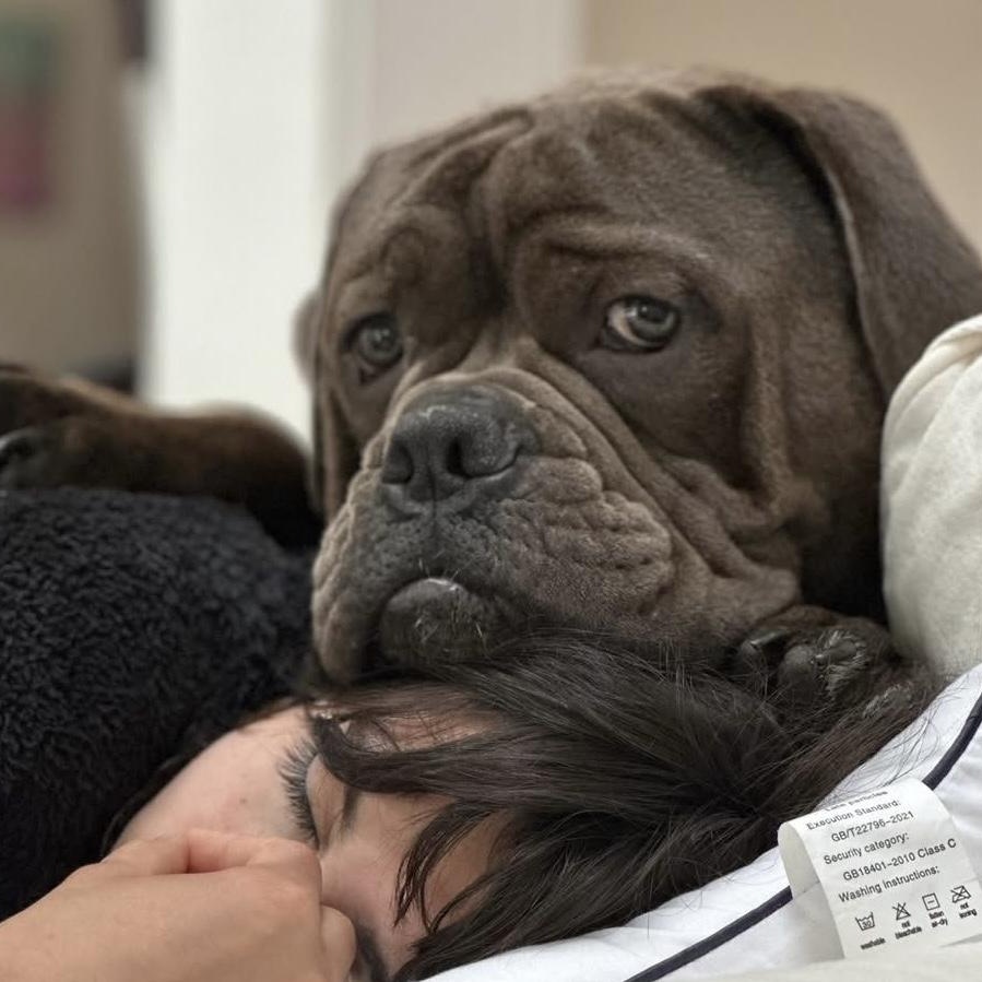 Enlarge REMY - CALLING ALL BULLDOG LOVERS!, a ADOPTABLE mixed breed in Berwick, ME image 4/4