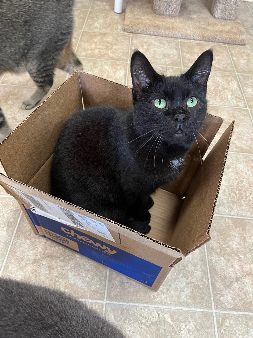 Falcon , Adoptable, Adult Male Domestic Short Hair.