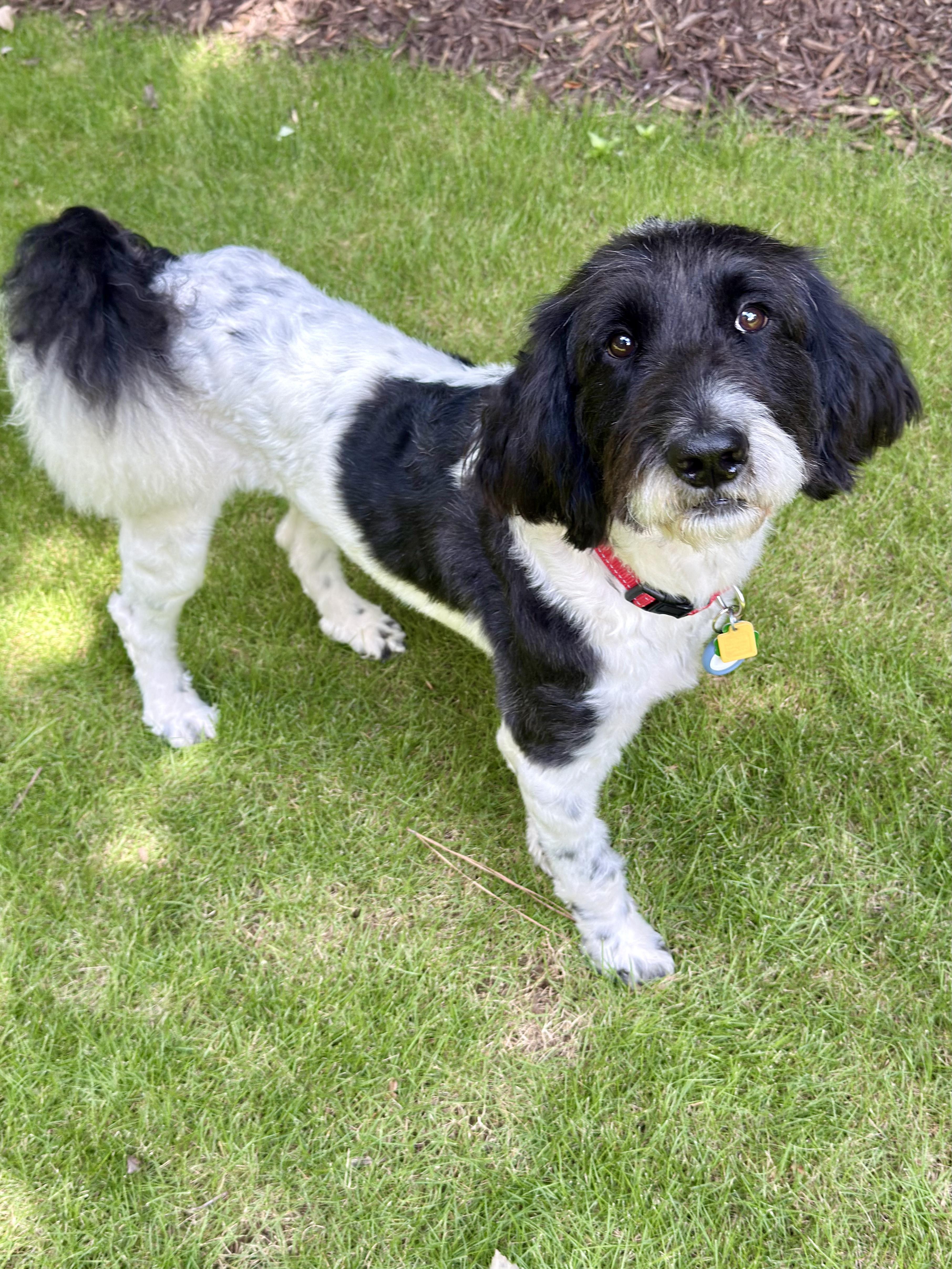 Enlarge JAZZ, a Adoptable mixed breed in Alpharetta, GA image 2/6