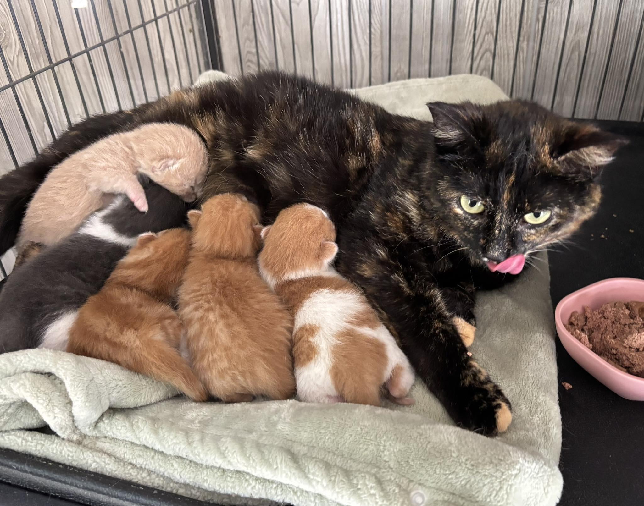 Enlarge EMBER, a Adoptable Domestic Short Hair in Tillsonburg, ON image 6/6