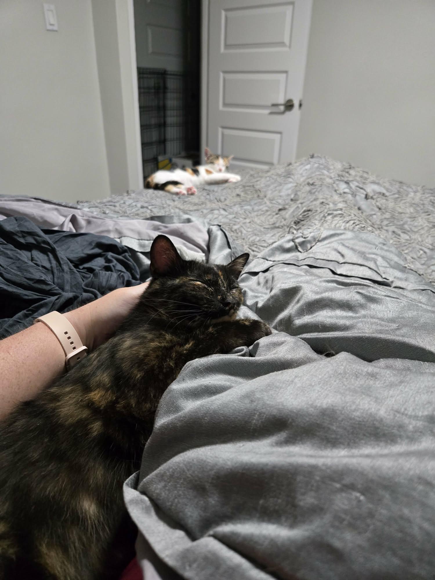 Enlarge EMBER, a Adoptable Domestic Short Hair in Tillsonburg, ON image 4/6