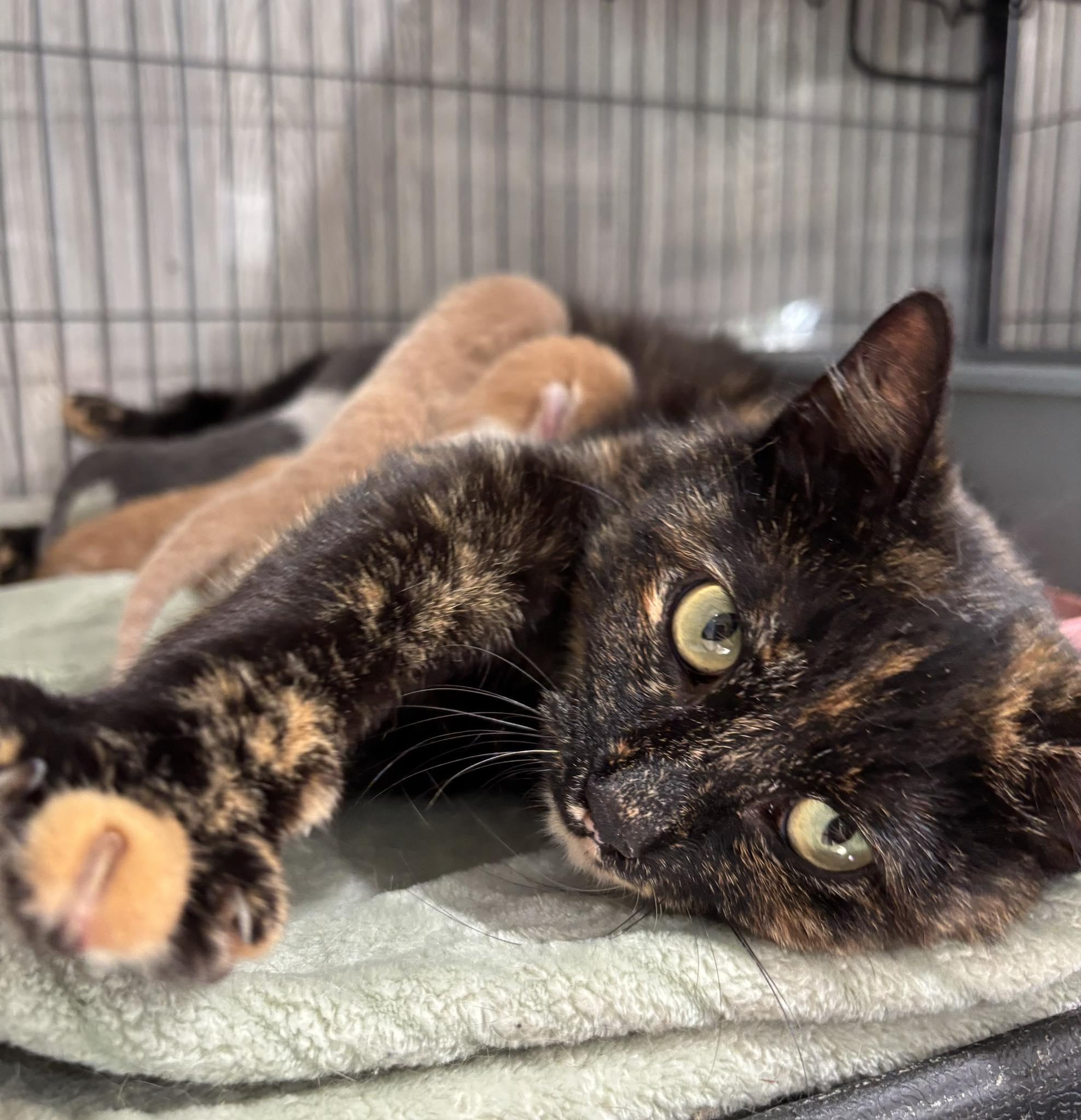Enlarge EMBER, a Adoptable Domestic Short Hair in Tillsonburg, ON image 1/6