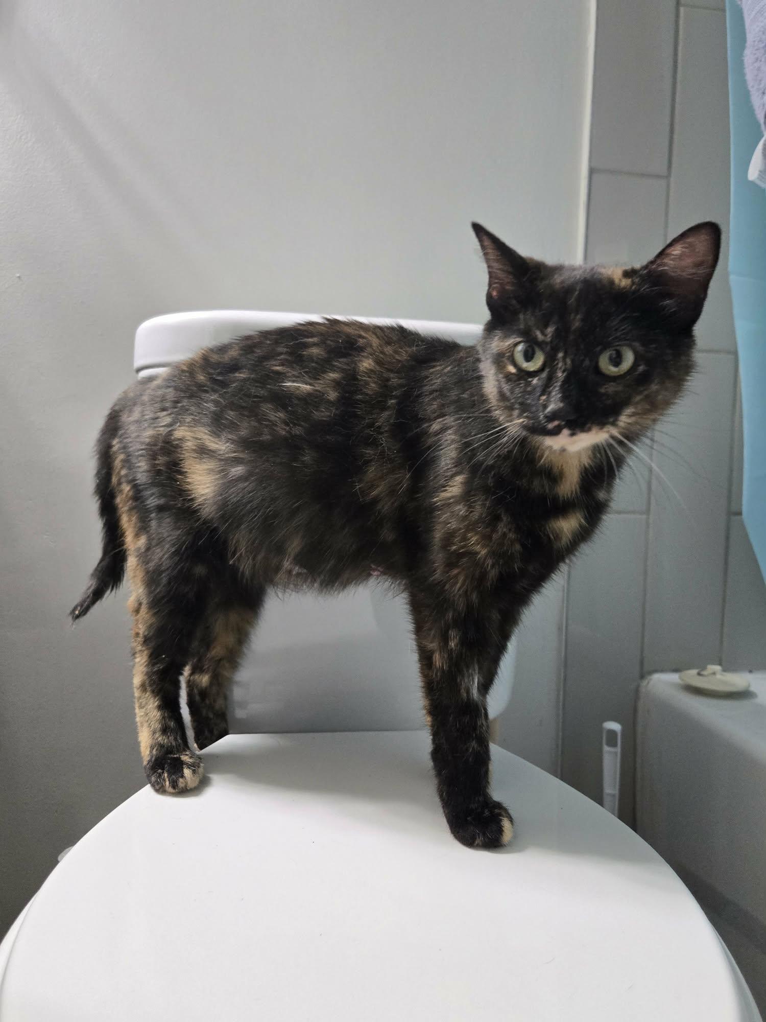 Enlarge EMBER, a Adoptable Domestic Short Hair in Tillsonburg, ON image 3/6