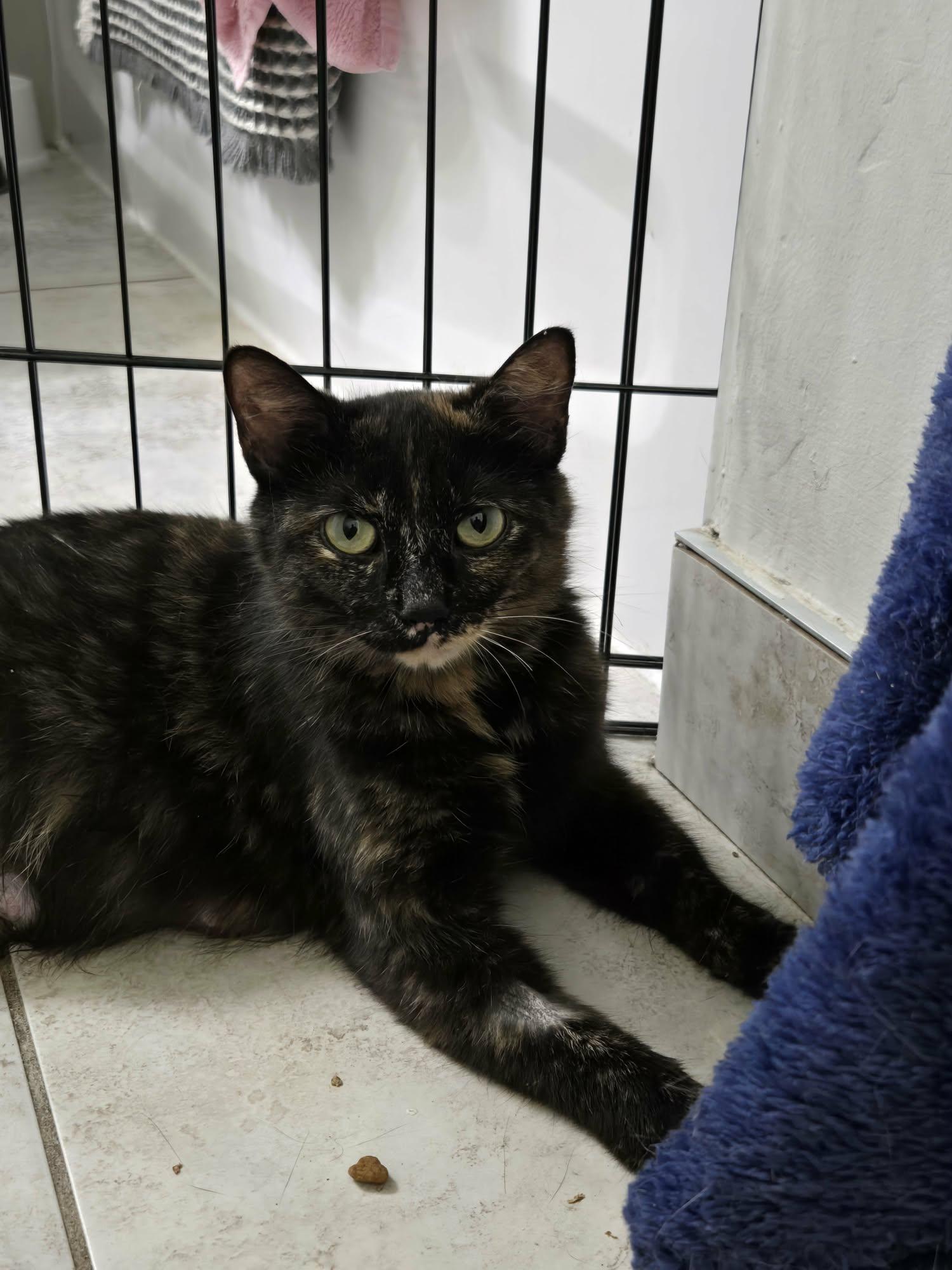 Enlarge EMBER, a Adoptable Domestic Short Hair in Tillsonburg, ON image 2/6