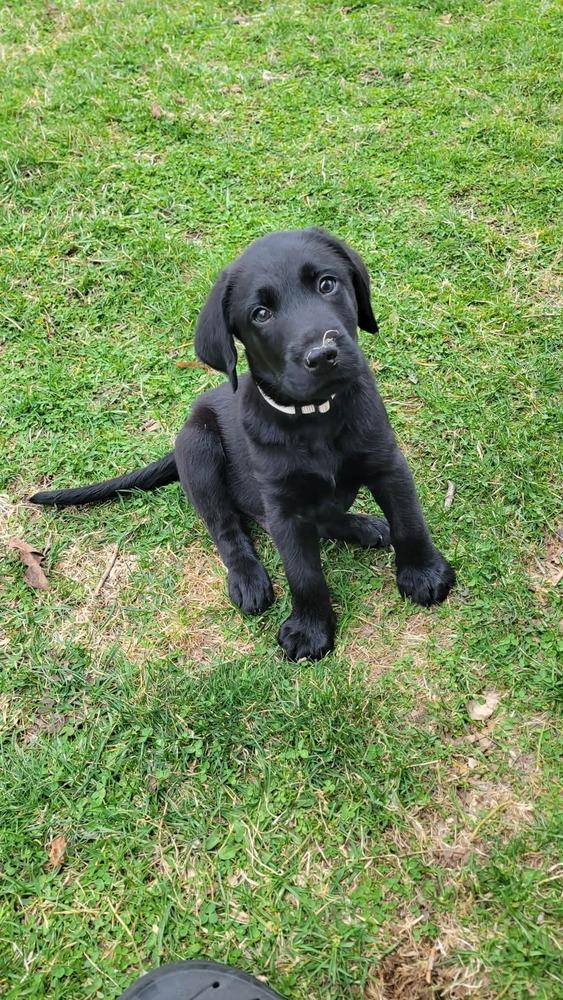 Enlarge Cochin , a ADOPTABLE mixed breed in China Township, MI image 3/3