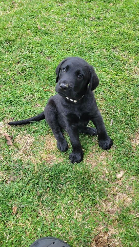 Enlarge Cochin , a ADOPTABLE mixed breed in China Township, MI image 1/3