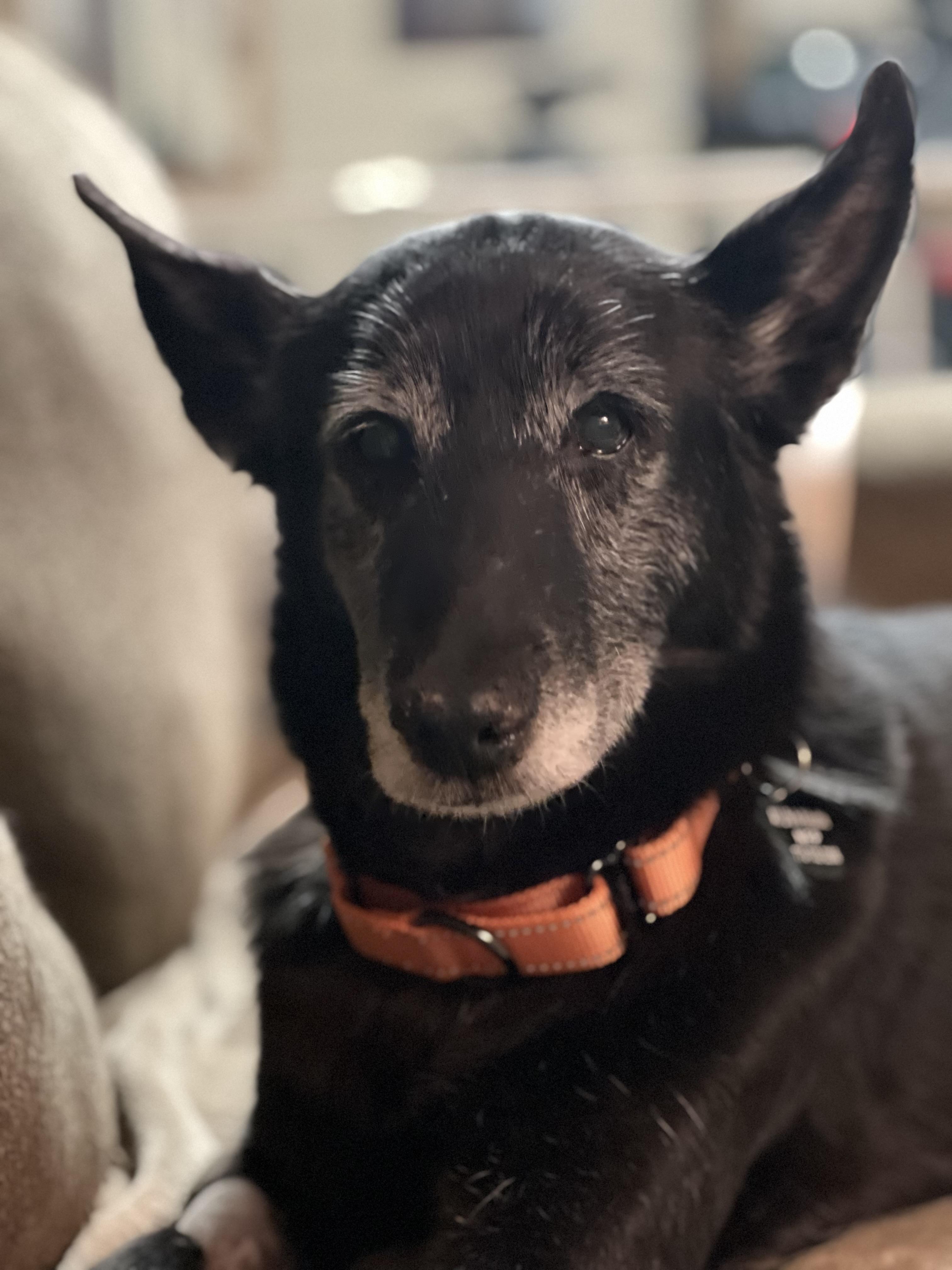Tessa, ADOPTABLE, Senior Female German Shepherd Dog & Collie.