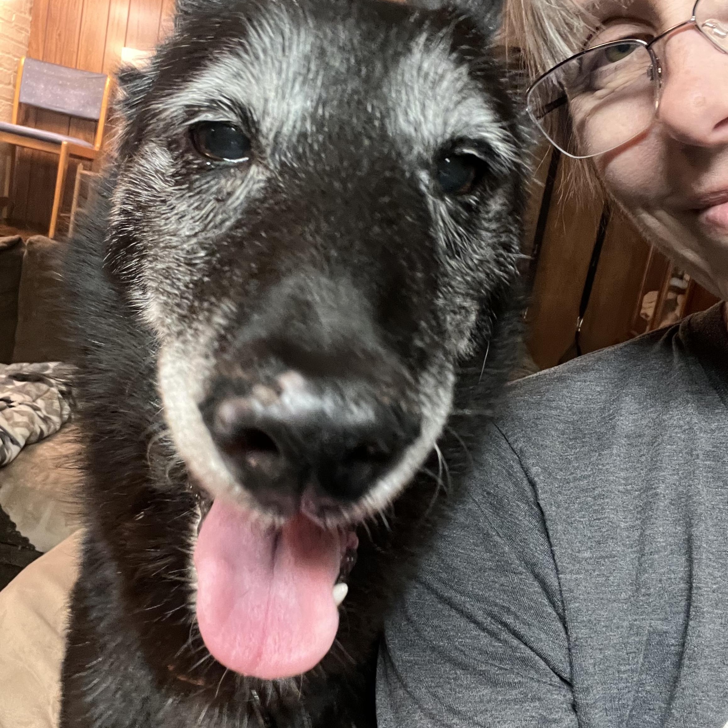 Tessa, a ADOPTABLE mixed breed in Crestwood, IL image 3/4