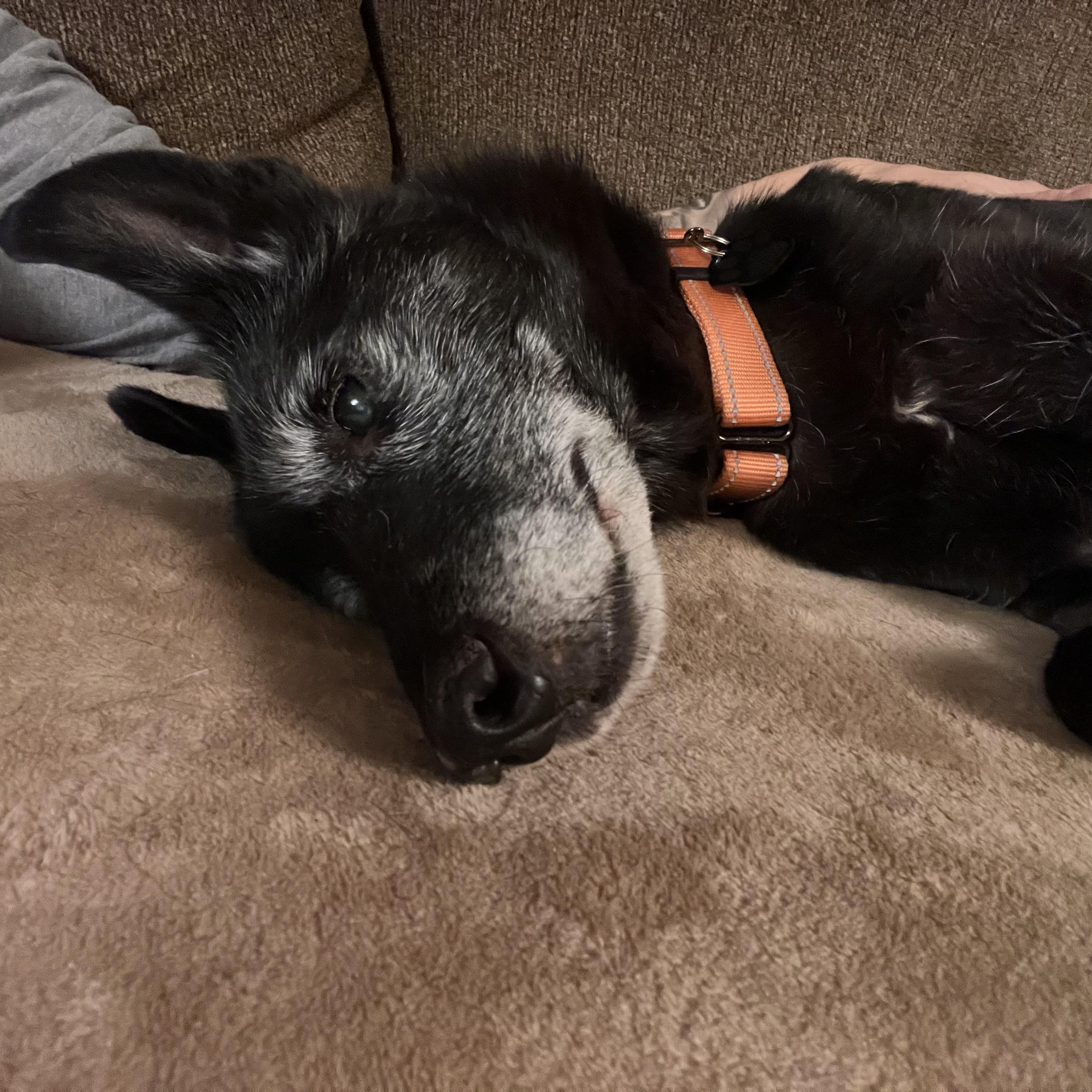 Tessa, a ADOPTABLE mixed breed in Crestwood, IL image 2/4