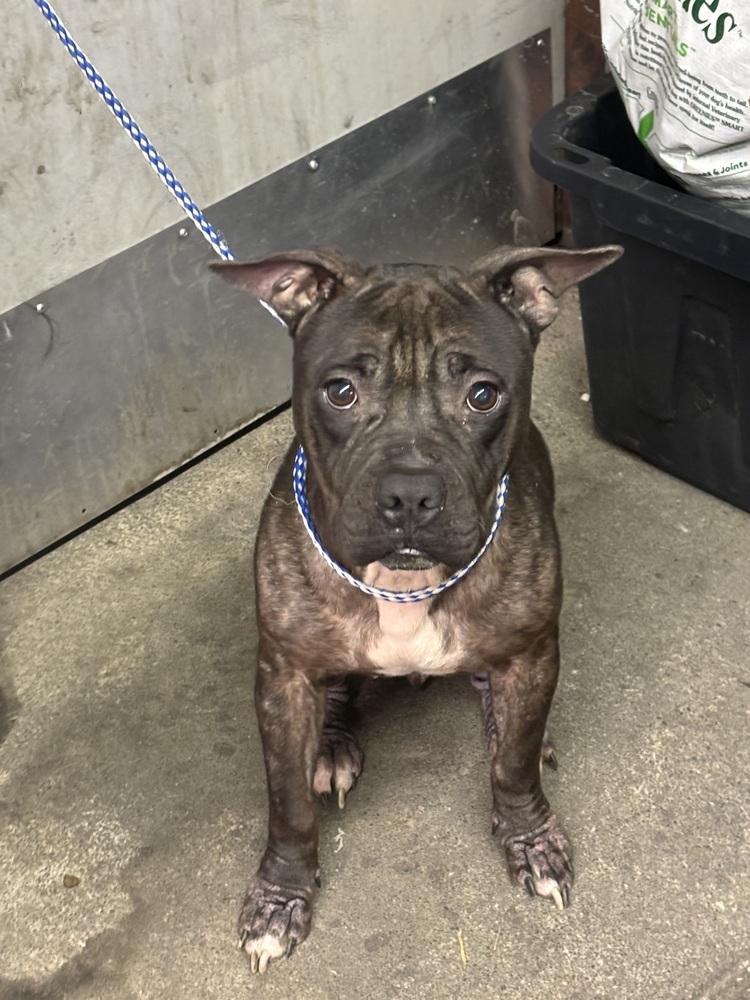 Coco, a Adopted mixed breed in Herriman, UT image 1/2