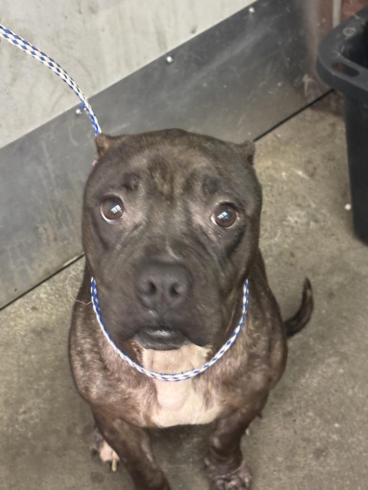 Coco, a Adopted mixed breed in Herriman, UT image 2/2