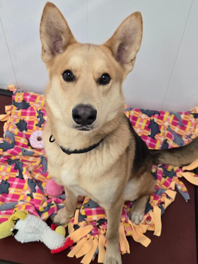 Enlarge Blake, a Adoptable German Shepherd Dog in Viroqua, WI image 1/1