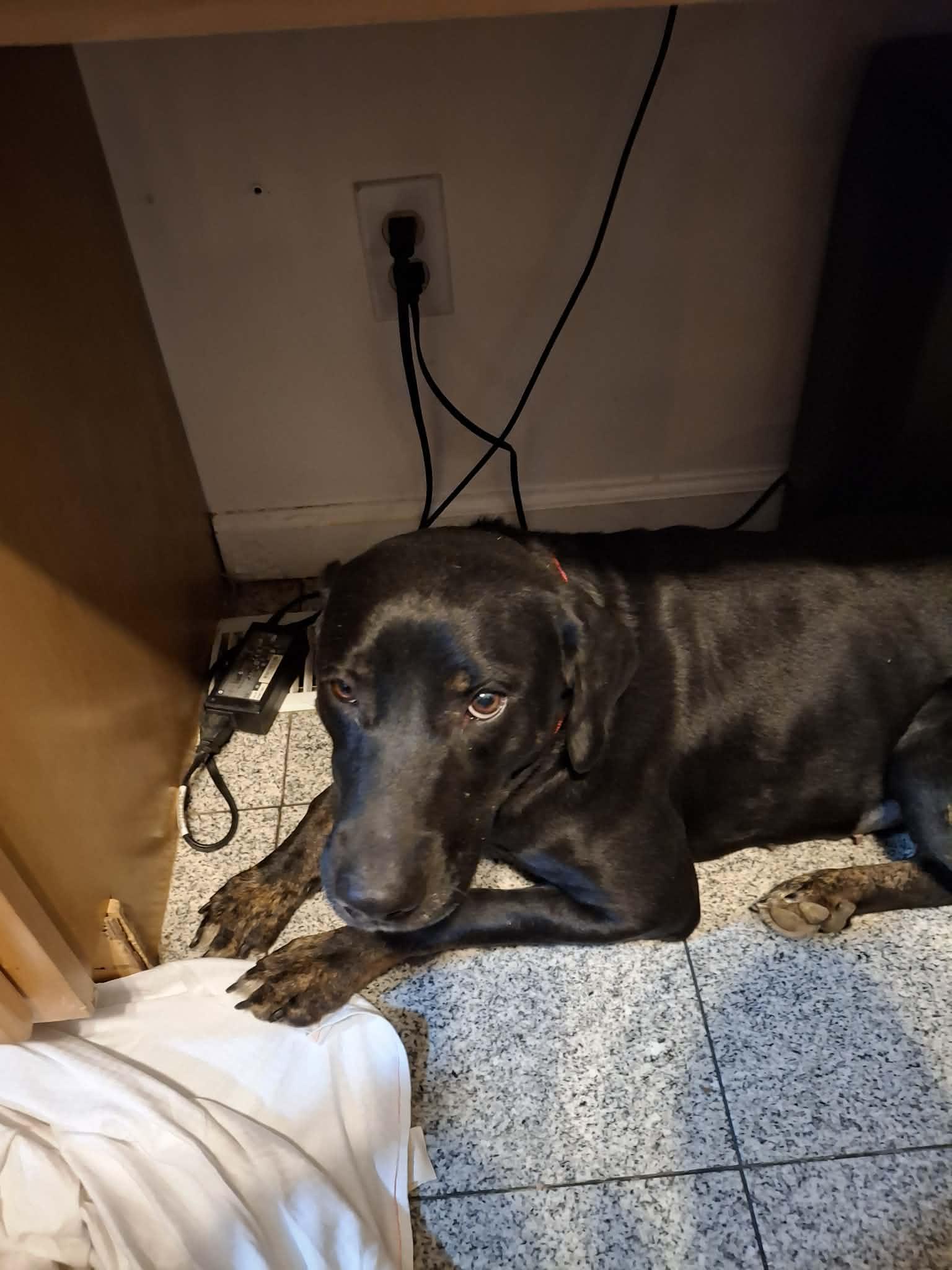 Enlarge Saratoga, a Adopted Labrador Retriever in St. Louis, MO image 1/2