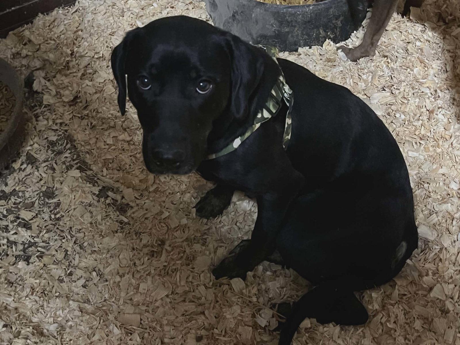 Enlarge Saratoga, a Adopted Labrador Retriever in St. Louis, MO image 2/2