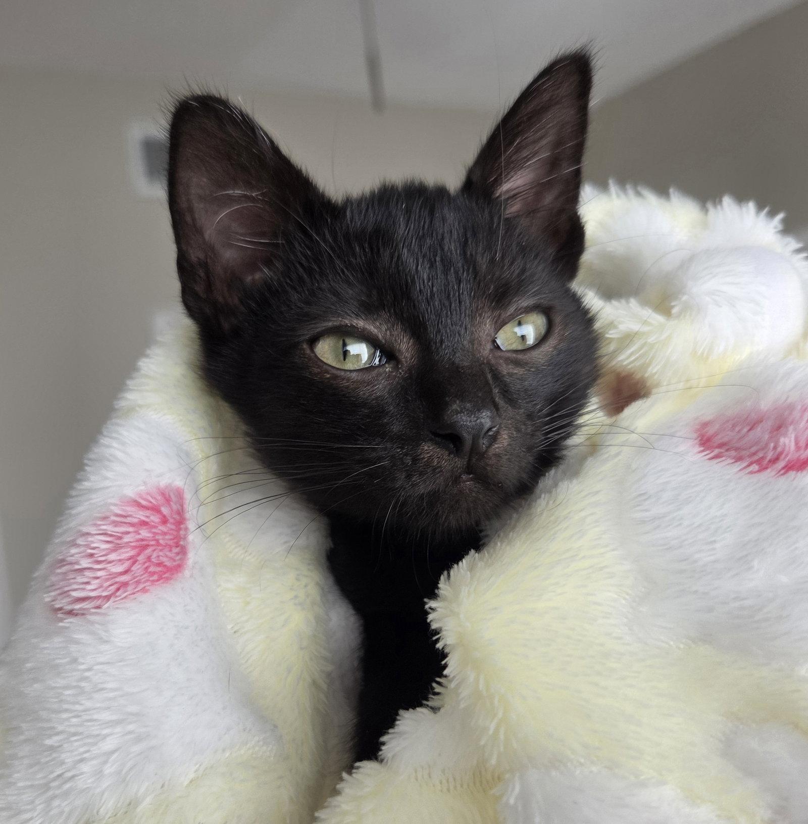 Captain Hastings, Adoptable, Kitten Male Domestic Short Hair.