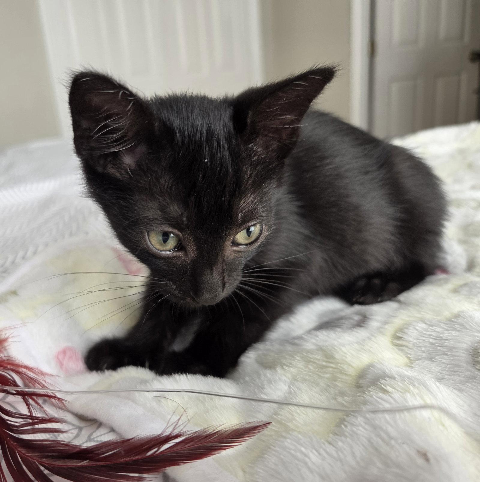 Captain Hastings, a Adoptable Domestic Short Hair in Orlando, FL image 2/3
