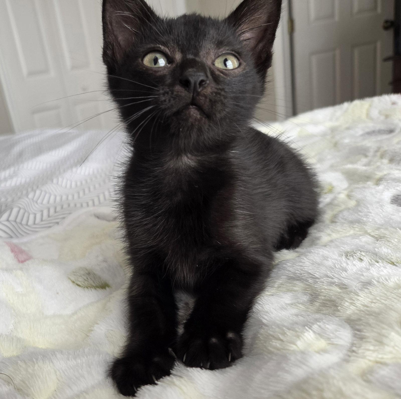 Captain Hastings, a Adoptable Domestic Short Hair in Orlando, FL image 3/3