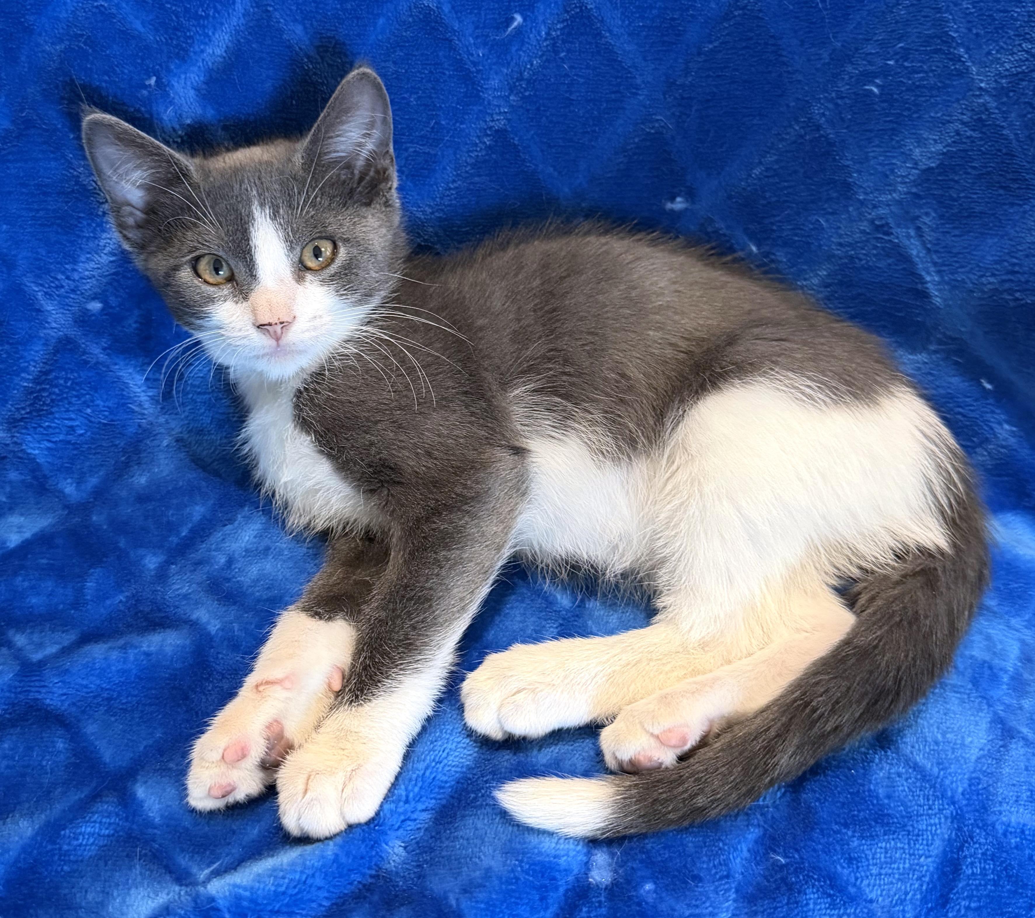 Enlarge Wolfie, a Adoptable mixed breed in Lake Monroe, FL image 4/4